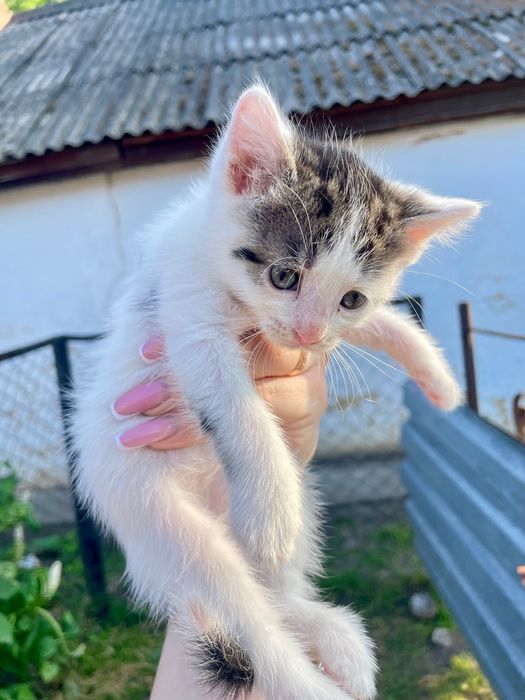 Віддамо неймовірних кошенят