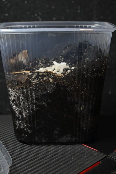 Skoczogonki || Ekipa Sprzątająca Terrarium