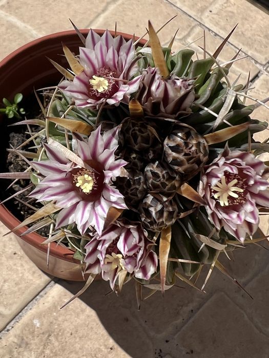 Cactos e suculentas