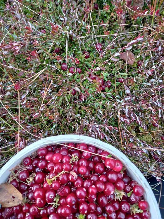 Клюква 280грн за кг