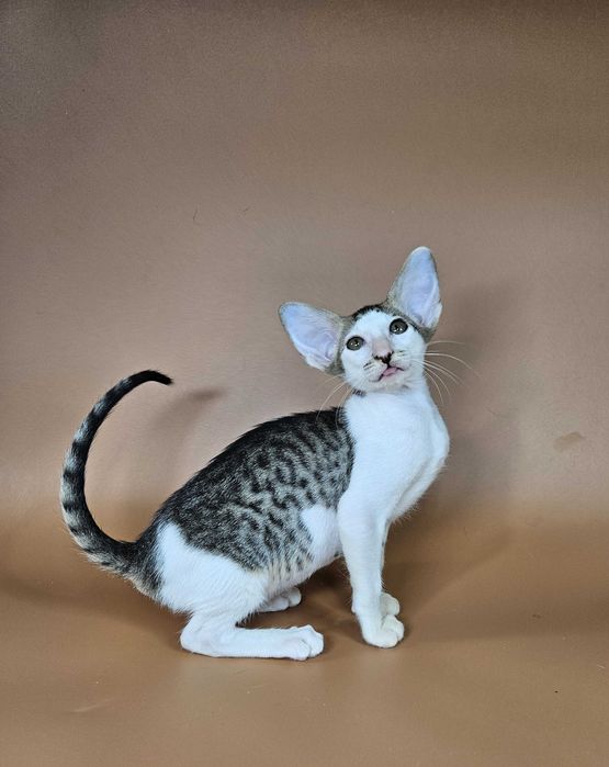 Ориентальный котенок девочка Ophelia