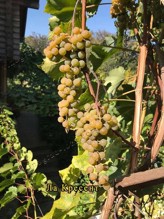 Саджанці винограду (Харків)