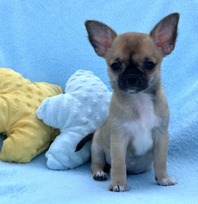 Chihuahua Macho disponivel