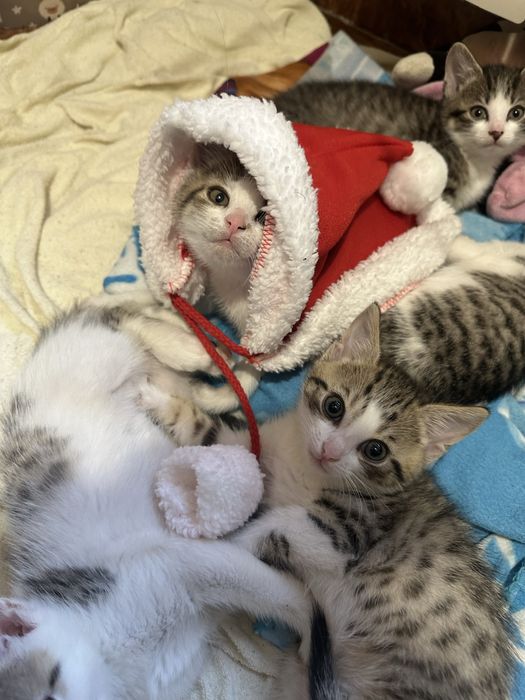 Oddam 4 kotki i 1 kocurka