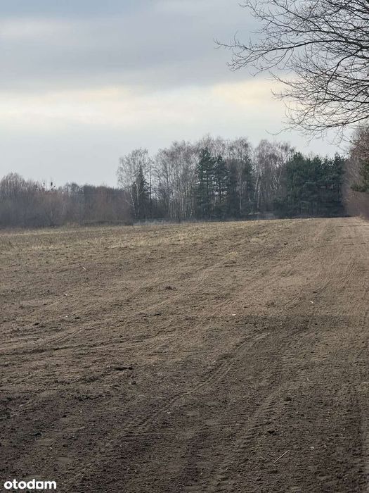 Atrakcyjne Działki , Kozerki gm Grodzisk Mazowiecki - Widok 2