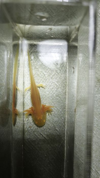 Promoção Axelotes Gold Albinos e Albino.