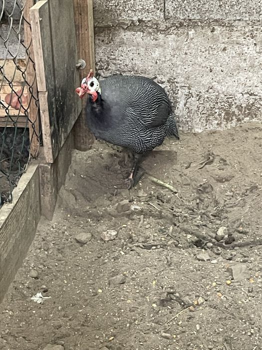 Galinhas de angola ou fracas