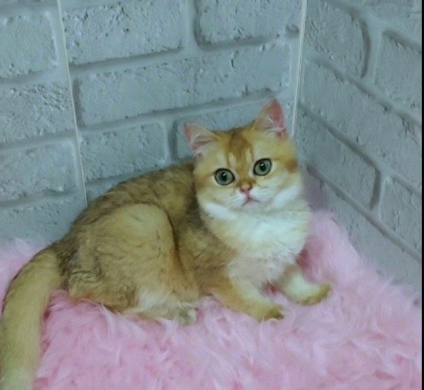 Нежный котик золотая шиншилла