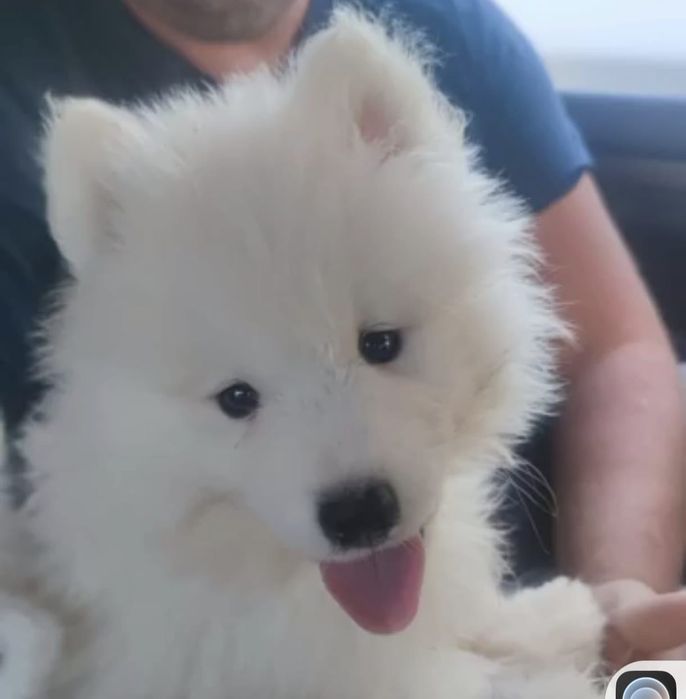 Małe Pieski Samoyed