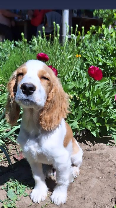 Вязка Кокер-спаниель английский