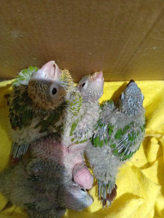 Panturras bebes procuram novo dono