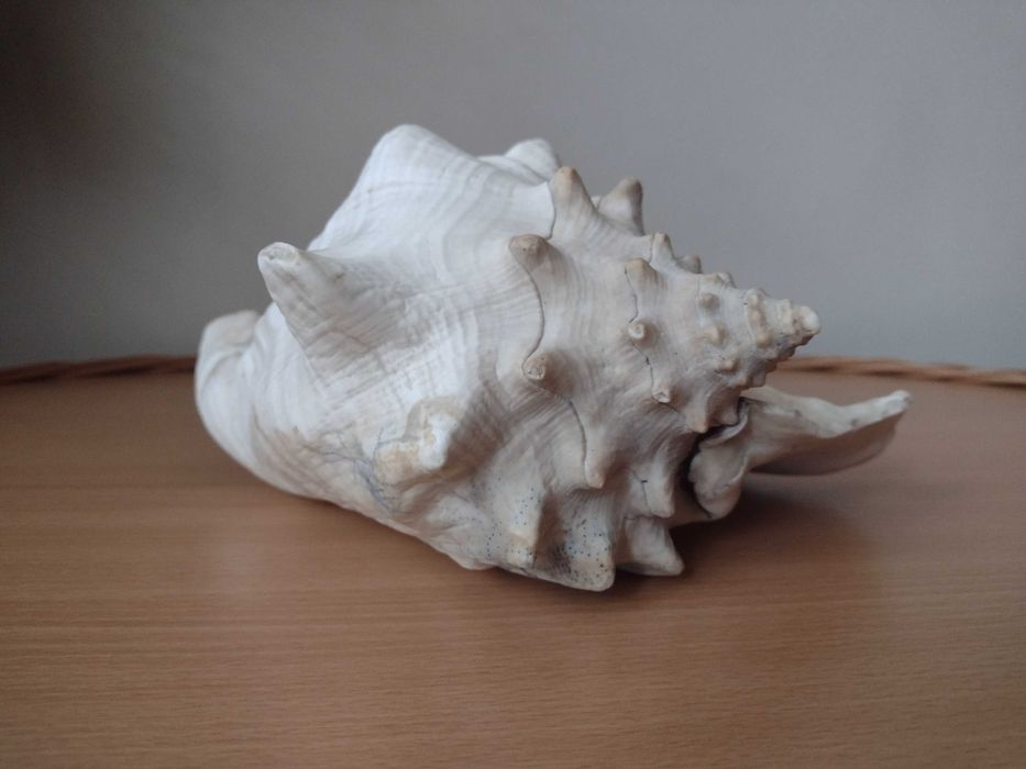 Akwarium muszla morska 23,5cm Warszawa