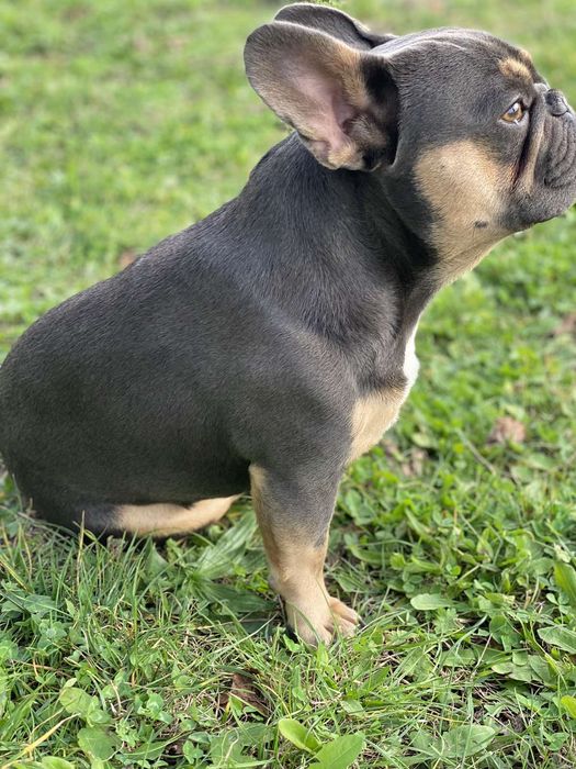 Французский бульдог в'язка. Ізабеллагенний