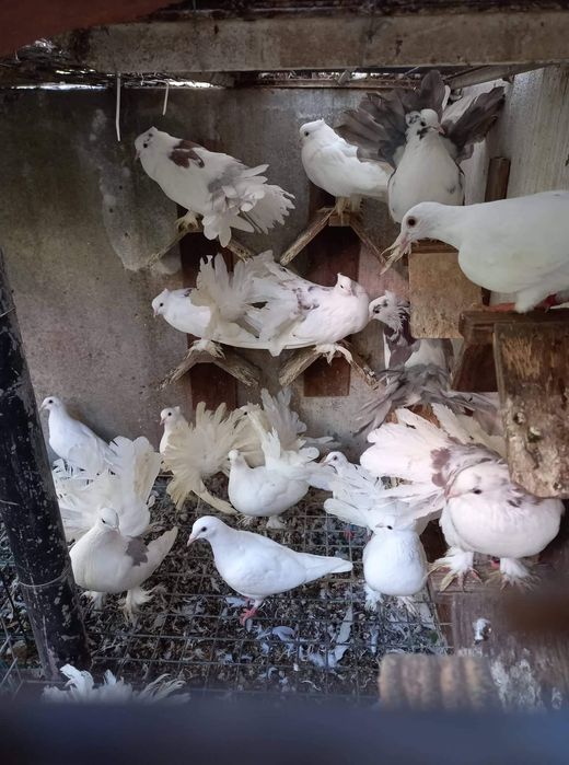 Pombos correios brancos para eventos ,etc