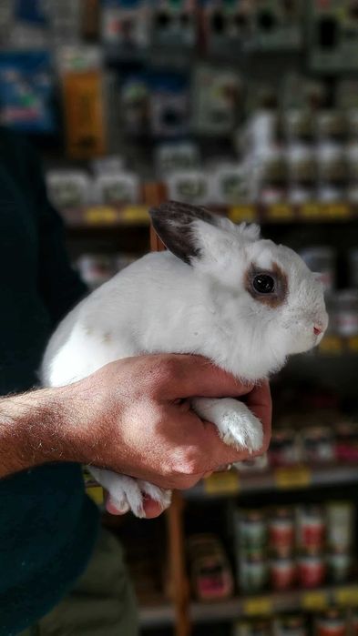 Królik, Króliczki Karzełek Baranek