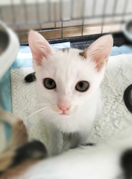 2 braciszki TIMON i PUMBA do adopcji