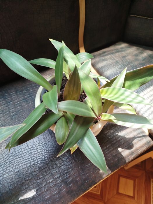 Продам традесканцию разных размеров