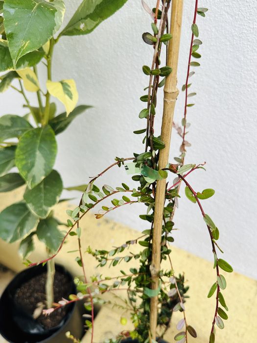 Arbusto ARANDOS SUPER FRUTO