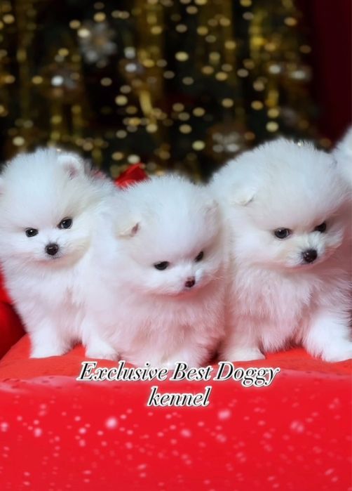 Білі цуценята померанські шпіци в типі ведмежатко з документами.  Шпіц