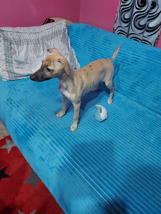 Chart Angielski Whippet suczka