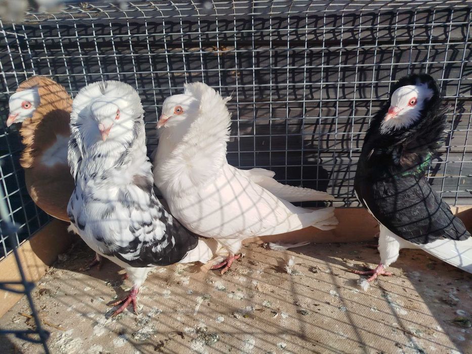 Gołębie ozdobne Zakonniki i Kariery