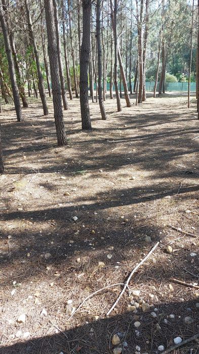 Pinhas de Pinheiro bravo novo