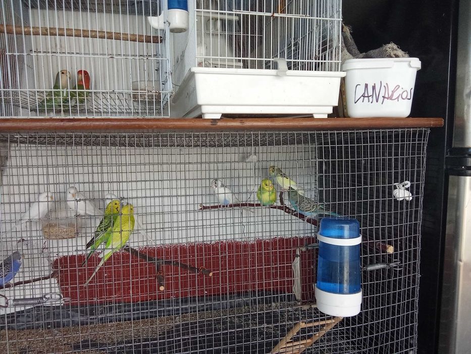 Vendo piriquitos machos e femeas