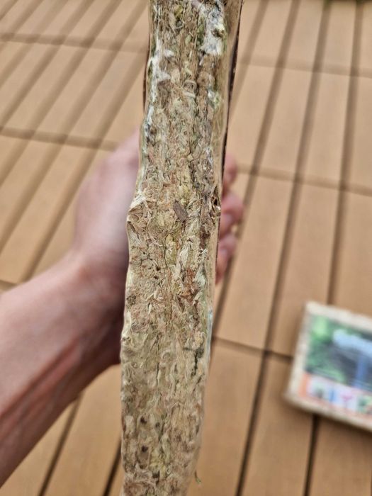Mech torfowiec sphagnum 150 gram - 12litrów - storczyki terrarium etc