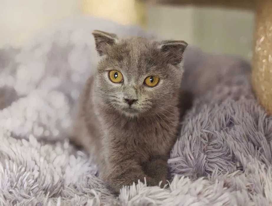 Кішечка, кішка, кошеня, ніжна Бренда (4 міс.)