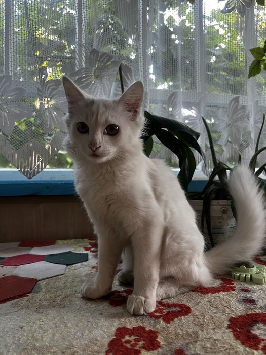 Котики