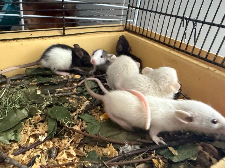 Крыски Дамбо (разные породы)