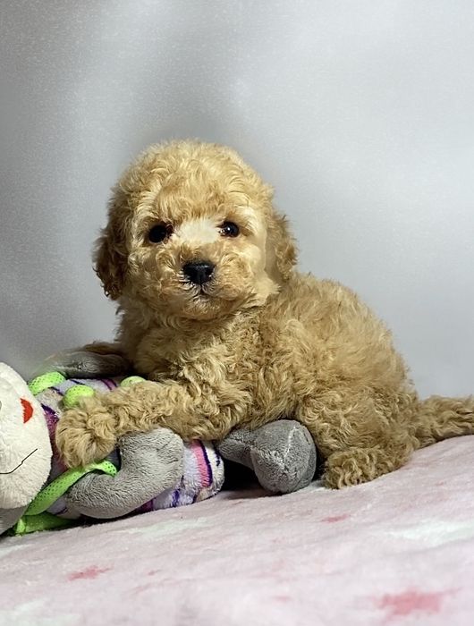 Самые красивые малыши мини мальтипу / той пудель