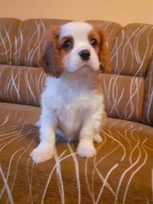 Cawalier King Charles Spaniel Suczka z Rodowodem