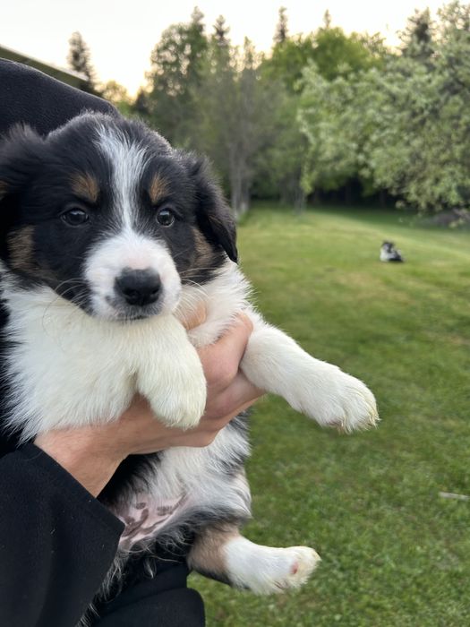Suczka Border Collie tricolor