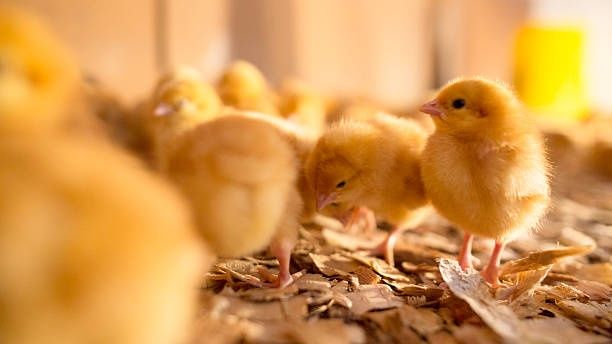 Курчата Цыплята Циплята ДОБОВІ Несушка Браун Сенді Півники Півні Петух