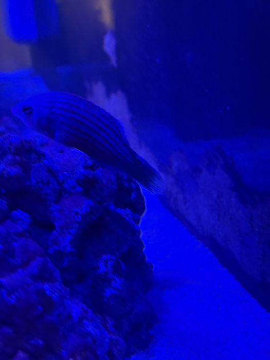 Troco ou vendo peixe de água salgada six line wrasse