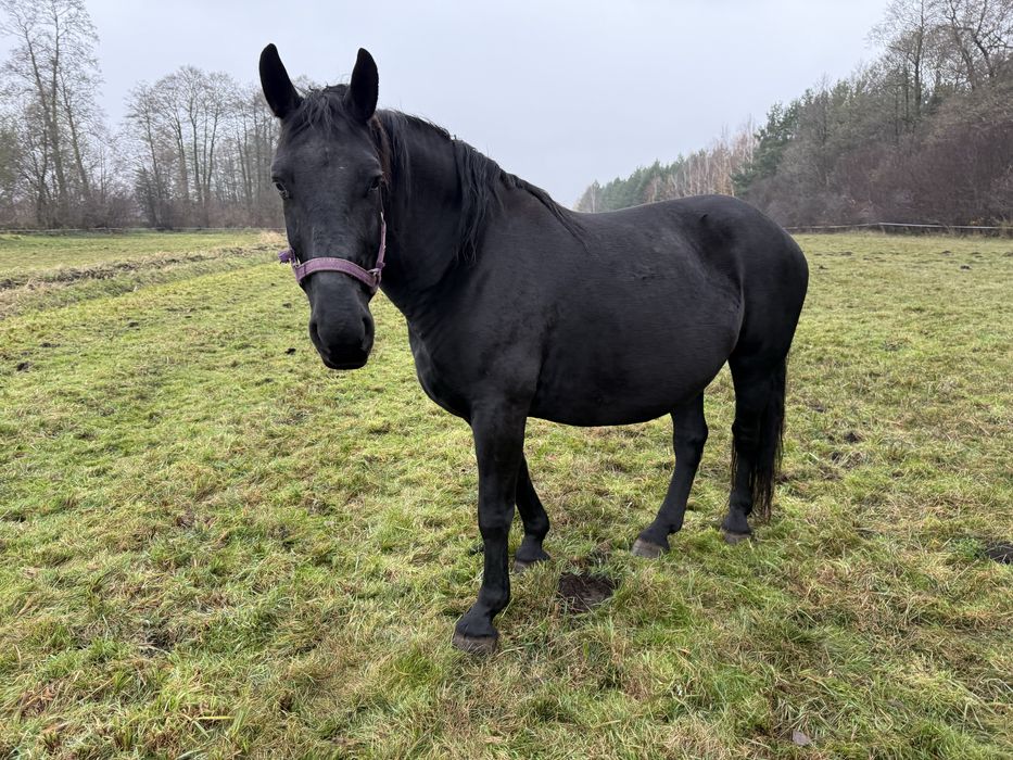 Klacz śląska źrebna