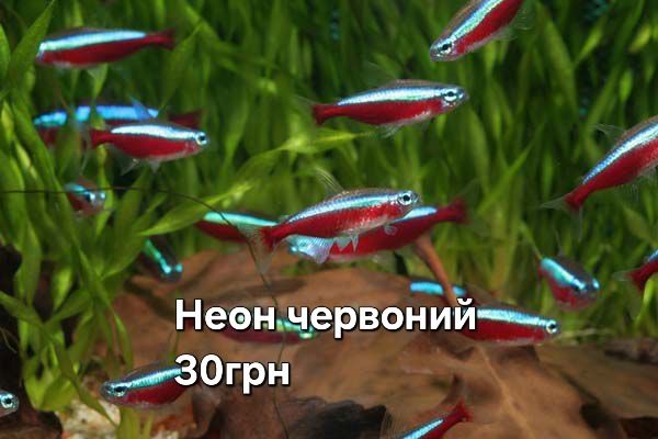 Рыбки в аквариум