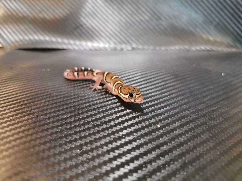 Coleonyx Mitratus
