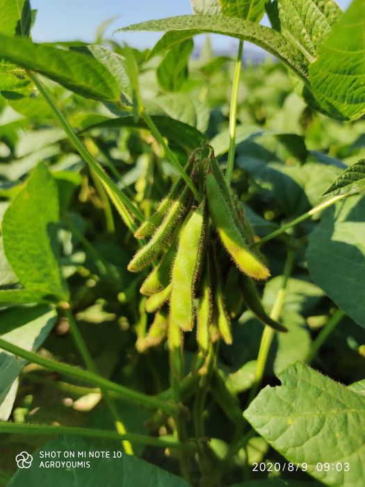 Soja nasiona soi Viscount wczesna 000+