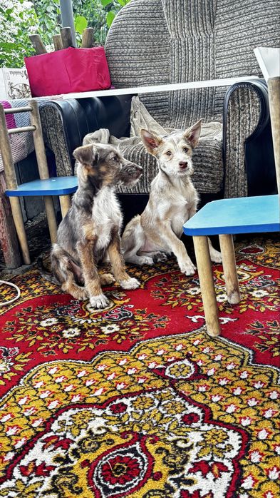 Віддам в добрі руки собачок