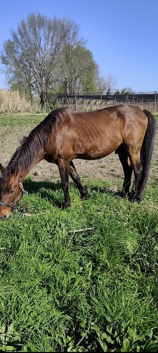 Raça de cabalo Arabio