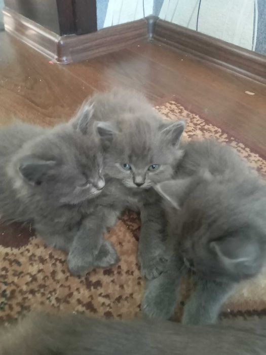 Отдам котят,в хорошие руки