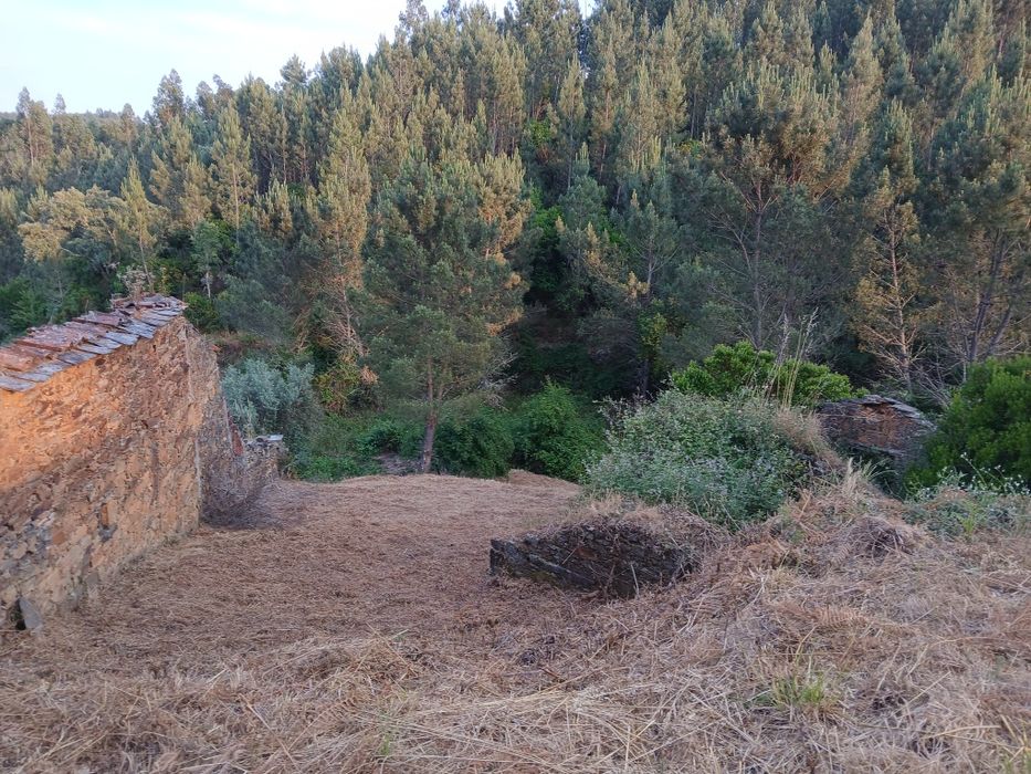 Serviços de silvicultura