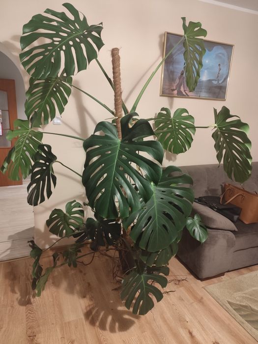 Monstera duża 2metry