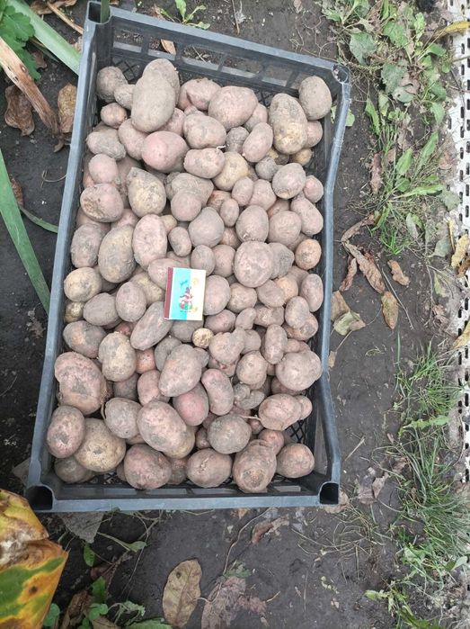 Продається ДРІБНА КАРТОПЛЯ (для вигодівлі тварин)