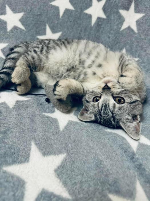 Шотландські кошенята/Scottishcats/Дівчатка
