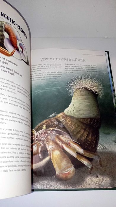 Builders - Extraordinary Animals64551129074178124
