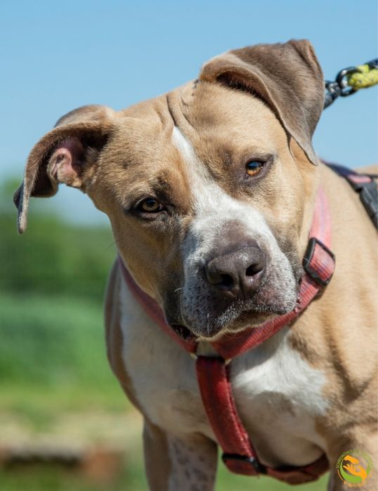 Zeus pies w typie ttb, amstaff szuka odpowiedzialnego domu