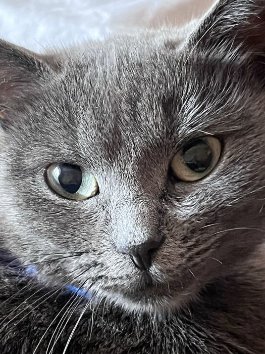 Отдам британку в хорошие руки